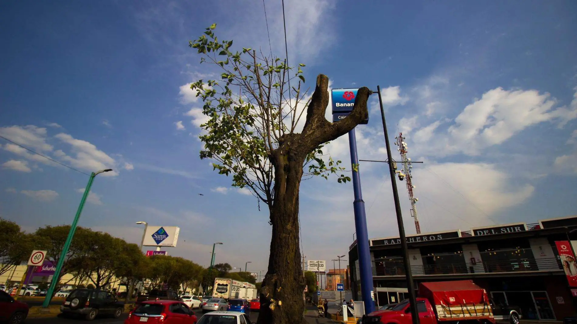 arboles plaza el punto